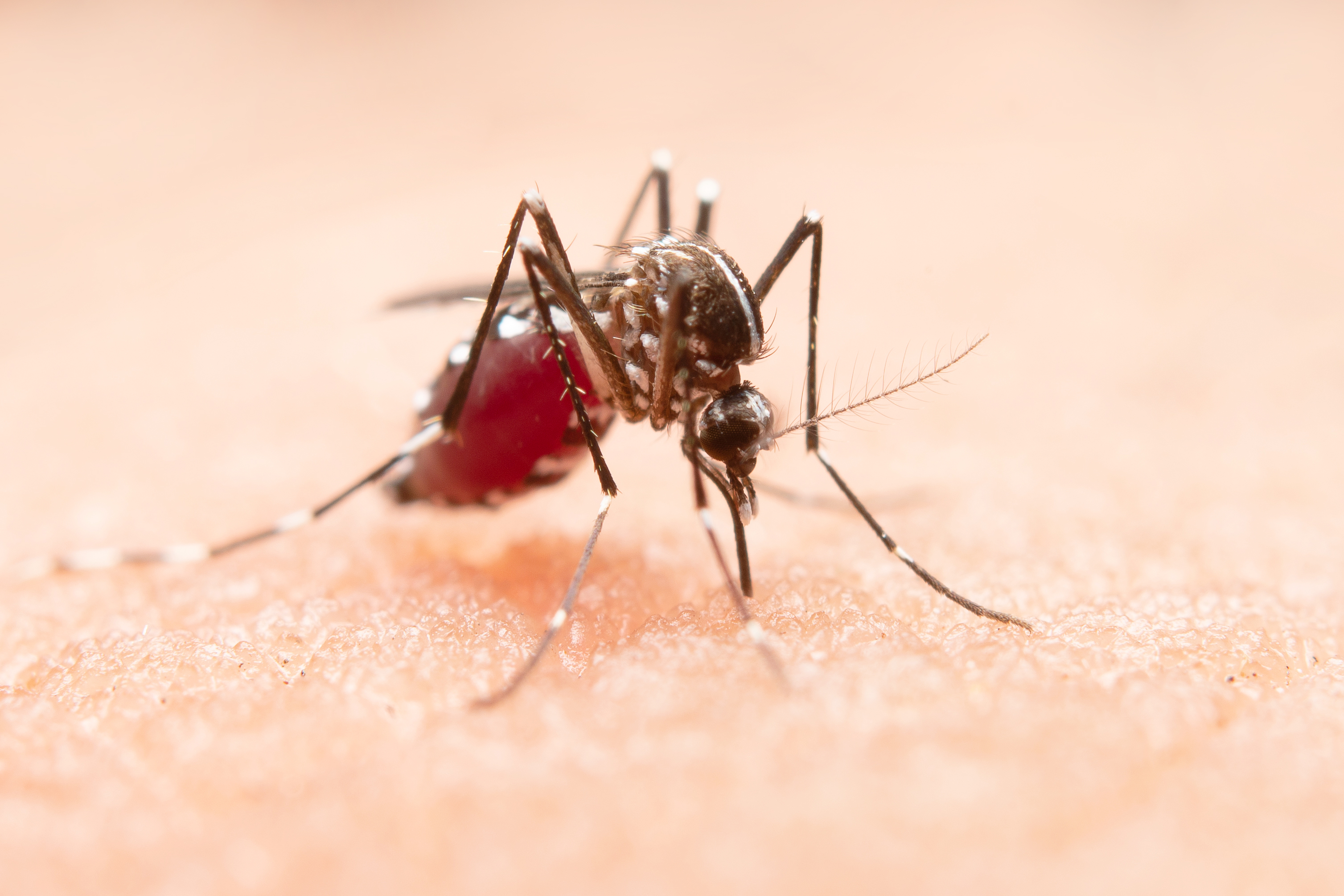 Image of mosquito